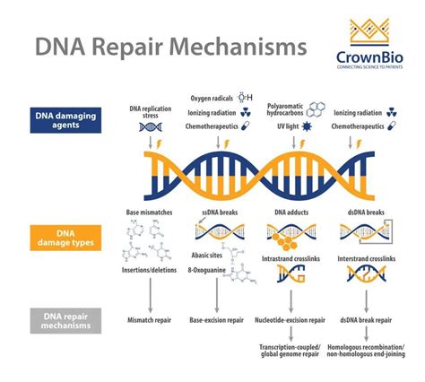 英派医药完成D1轮融资，一文带你梳理全部管线_合成_公司_卡帕利