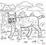 Bobcat Tractor Coloring Pages Printable sketch template