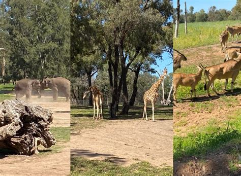 Top Tips For Visiting Taronga Western Plains Dubbo Zoo With Kids - Mouths of Mums