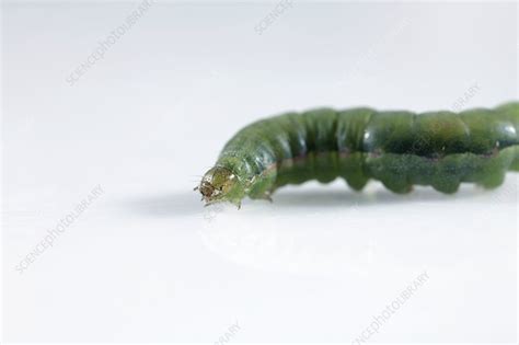 Beet armyworm caterpillar - Stock Image - Z355/2037 - Science Photo Library