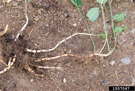 Japanese Knotweed | Cornell Weed Identification