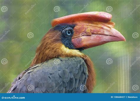 Rufous Hornbill, Philippine Hornbill, Kalaw on the Branch. Exotic Tropical Bird. Close Up Stock ...