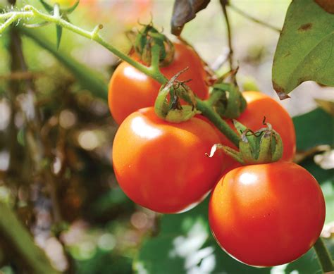 Is a tomato a fruit or a vegetable? – Illinois Country Living Magazine