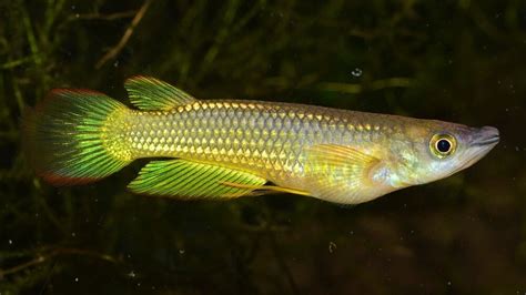 Everything You Need To Know About Golden Wonder Killifish