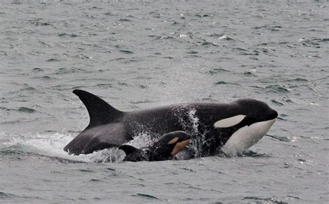 Newborn orca calf spotted on Victoria whale watching tour