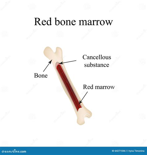 骨髓的结构 Infographics 也corel凹道例证向量 向量例证 - 插画 包括有 材料, 健康: 64271046