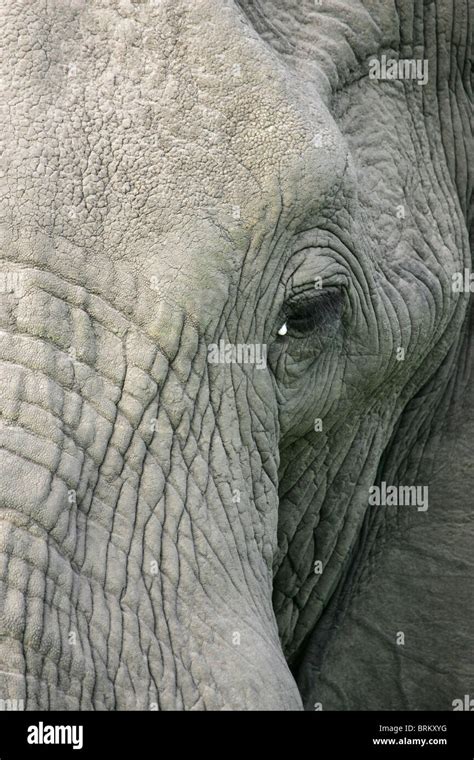 Elephant close up portrait Stock Photo - Alamy