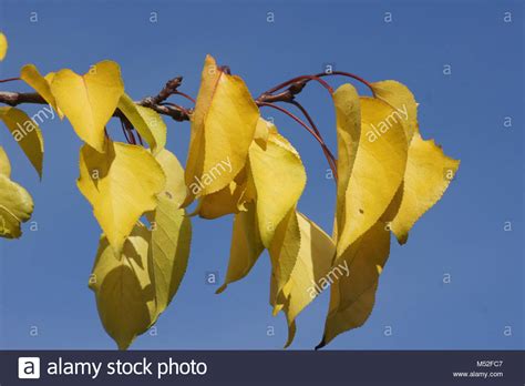 Prunus armeniaca, Apricot, autumn leaves, buds Stock Photo - Alamy