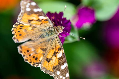 Download Painted Lady Butterfly Above Purple Flower Wallpaper | Wallpapers.com