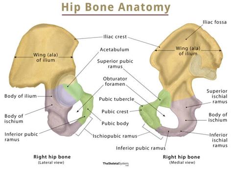 Hip Bone (Coxal Bone) – Anatomy, Location, Functions, & Diagram