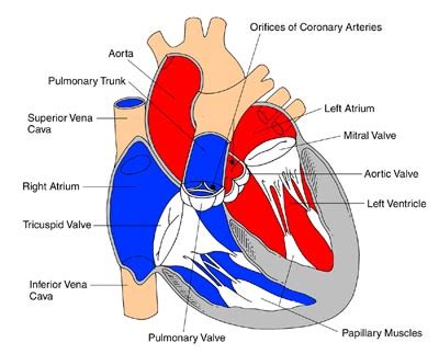 Heart Muscle - Interior View