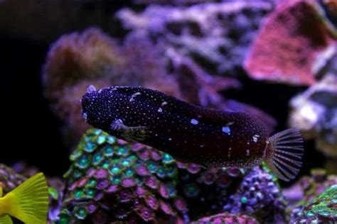 Starry Blenny aquarium care guide--Saltwater Aquarium Blog