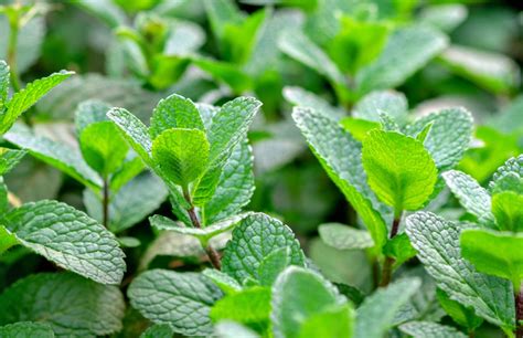 Mexican Oregano Growing Guide: How to Start It in Your Garden?