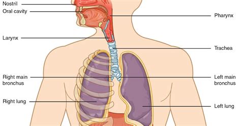 RESPIRATORY SYSTEM