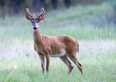 Stages of Deer Antler Growth | Whitetail Antler Development