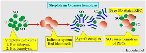 ASO Titer (Antistreptolysin O titer) - Labpedia.net