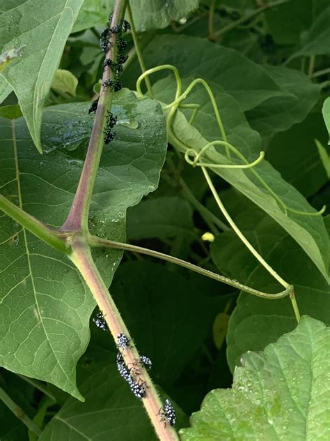 🤮the spotted lantern fly nymphs cannot be stopped🤮🤮 : r/philadelphia