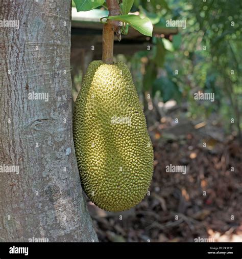 young jackfruit on jackfruit tree Stock Photo - Alamy