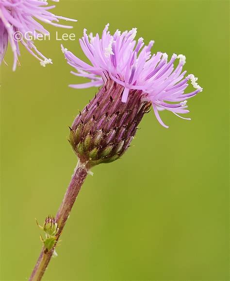 Cirsium arvense photos Saskatchewan Wildflowers