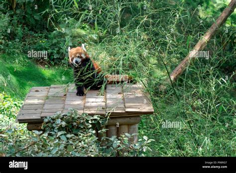 Red panda eating bamboo hi-res stock photography and images - Alamy