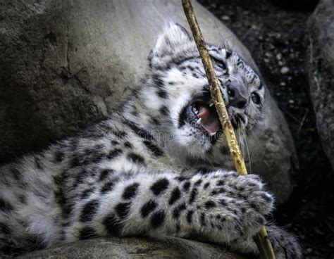 Snow Leopard Cub Playing with Stick Stock Photo - Image of eyes, himalayas: 104947384