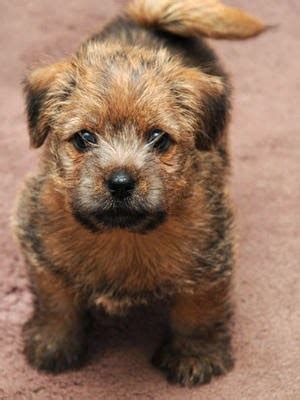 Rules of the Jungle: Norfolk terrier puppies