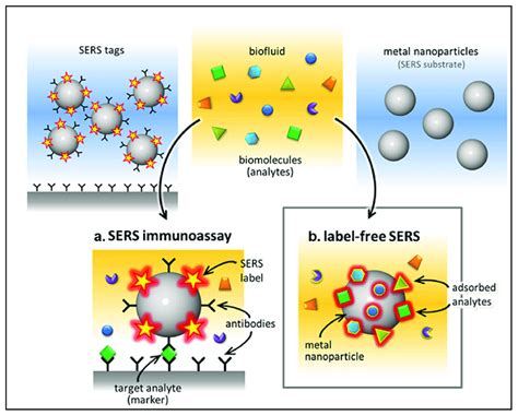 Surface-enhanced Raman scattering (SERS) approaches: a. label-based... | Download Scientific Diagram