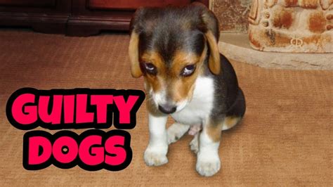 GUILTY DOGS | Sorry | Funny Dogs Compilation 2020 Best Ever | Puppy ...