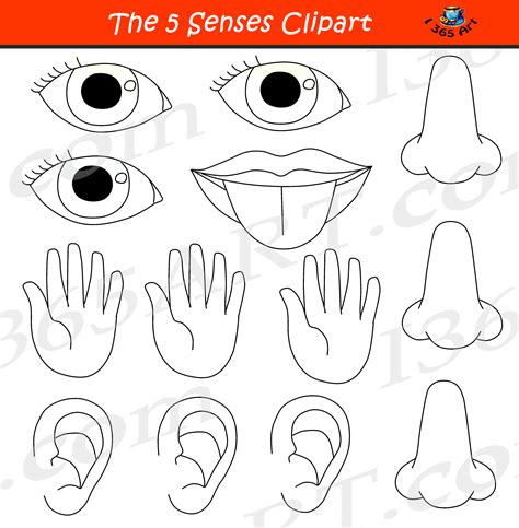 5 Senses Clipart Bundle Graphic Set Educational Images | Clipart 4 School