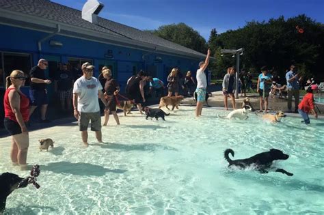 Pups in the pool: Regina dog swim to close out summer at outdoor pools | 980 CJME