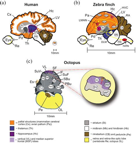 Nervous System - In the Mind of an Octopus