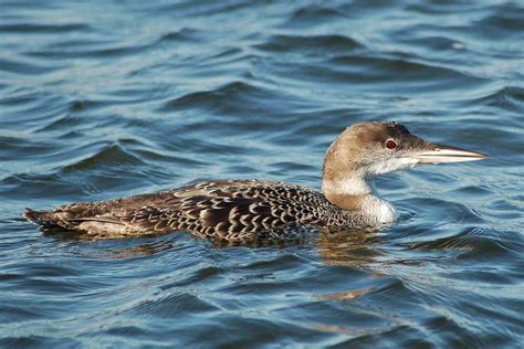 Loon Chick 44 Photograph by Bear Paw Resort Photography