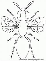 Free Printable Insects sketch template