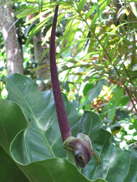 Anthurium hookeri - Bird's nest anthurium care | Travaldo's blog