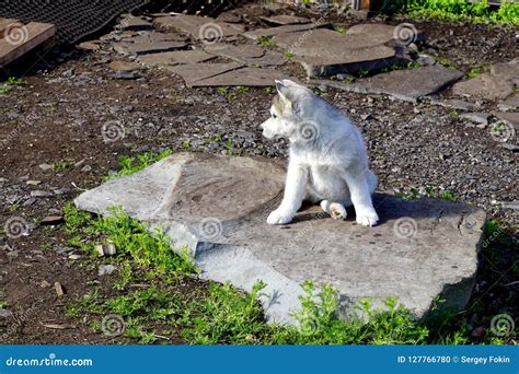 A Grey Siberian Husky Puppy. Stock Photo - Image of husky, northern ...