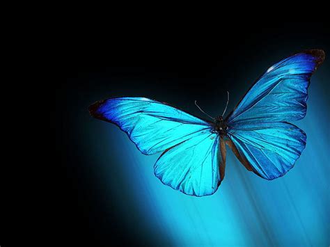 Blue Morpho Butterfly HQ Backgrounds 20750, morpho butterflies HD wallpaper | Pxfuel