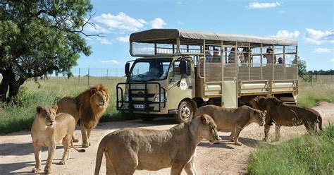 The Lion & Safari Park - a paradise for children - Joburgstyle Online