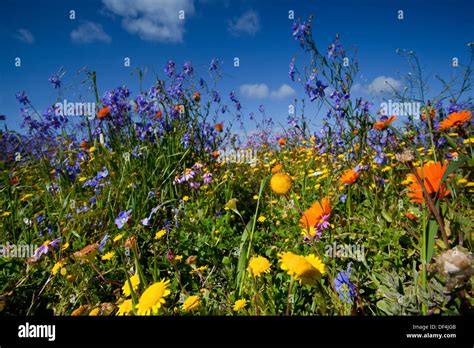 flowers of the west coast south africa Stock Photo - Alamy