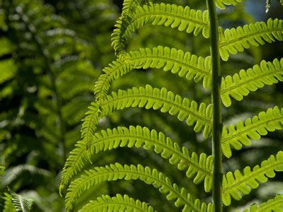 Pteridophytes (Ferns and fern allies) | Plant list, Plant species, Plants