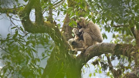 New baby black crested gibbon spotted - CGTN