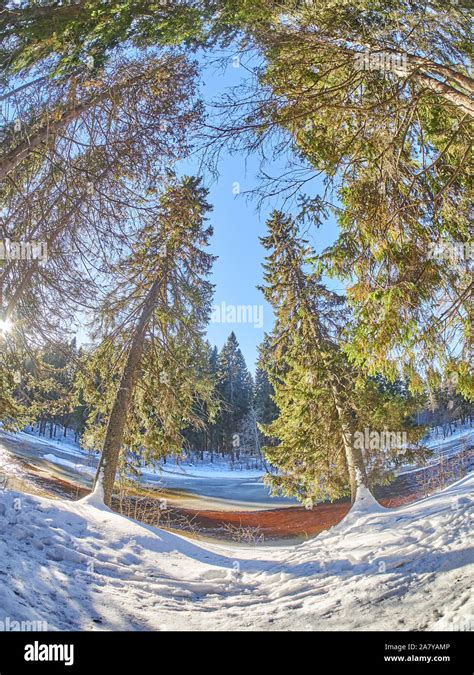 in the fir forest. winter Stock Photo - Alamy