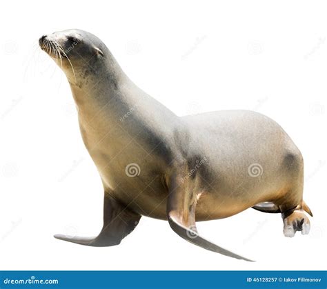 Earless Seal Stock Photo - Image: 46128257