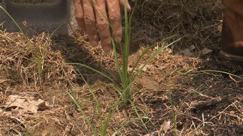 Nutsedge: The Tall Light Green Weed That Grows in your Lawn - Growing Magazine