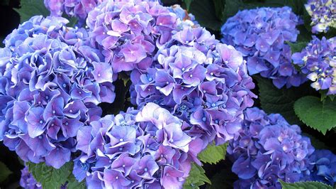 Flower Wallpaper - Lush Blue Hydrangea in High Resolution - HD Wallpapers | Wallpapers Download ...