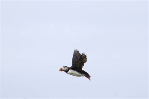 Where to See Some of the 600,000 Puffins in Newfoundland