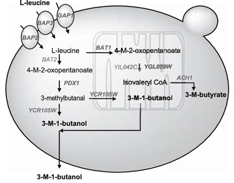 Schematic representation of metabolic routes of L-leucine, leading to ...