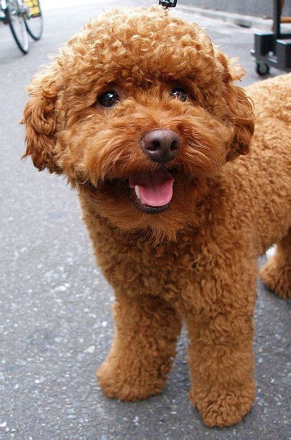 Most people say the idea of the teddy bear haircut is that it keeps the poodle looking like an ...