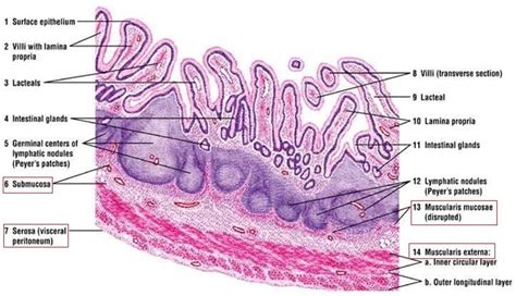 Ileum structure and function | The A Level Biologist