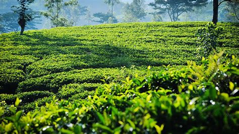 Performance of Sri Lankan tea industry: Present and future scenarios – The Island