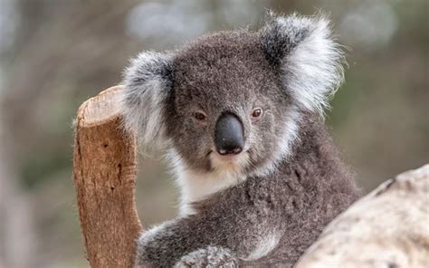 Australia’s Endangered Animals